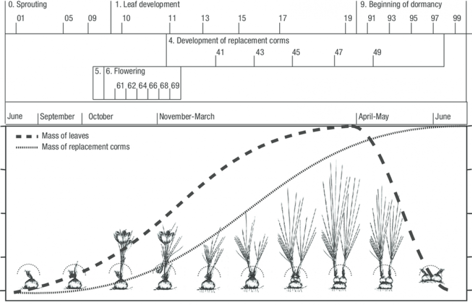 How many periods is the life of a saffron plant divided into