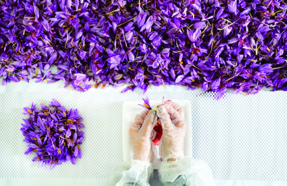 Saffron petals and their effect on the treatment of diseases
