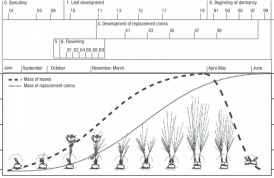 How many periods is the life of a saffron plant divided into