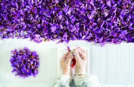 Saffron petals and their effect on the treatment of diseases