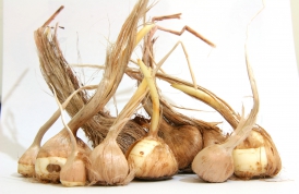 What factors determine the quality of saffron onion
