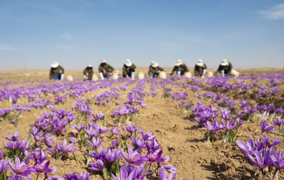 Our Farms